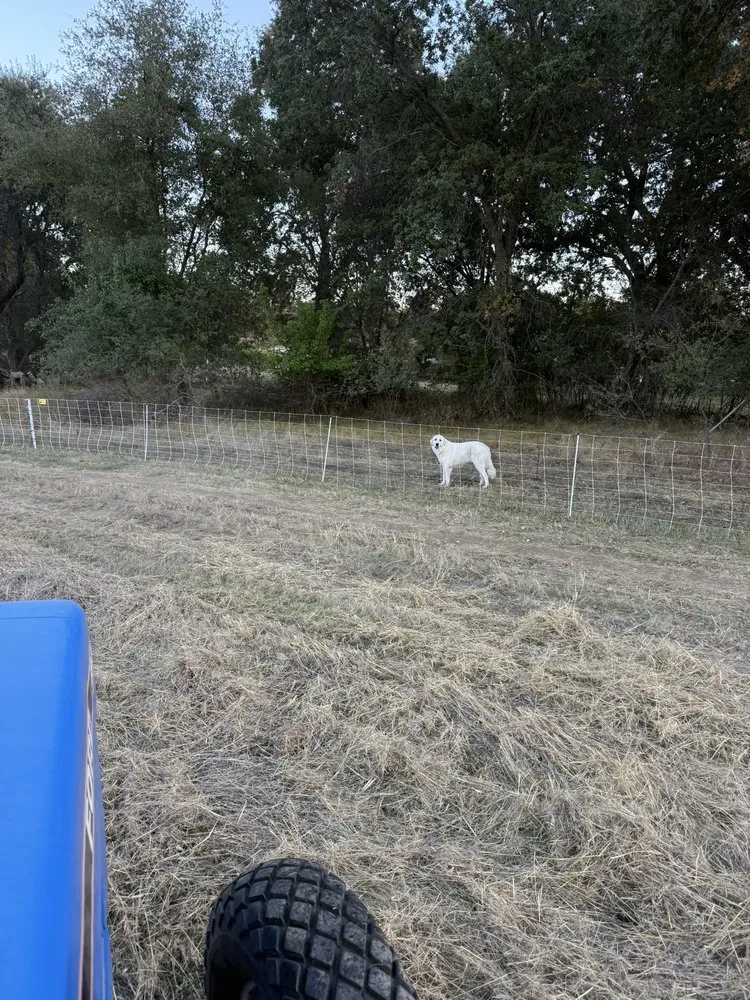 Local landscape design for residential properties across Penryn, CA - The Goat Grazing Co