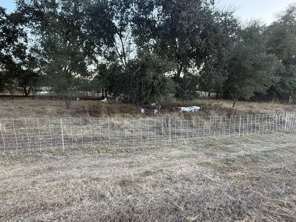 Custom landscaping services with custom design in Penryn, CA by The Goat Grazing Co