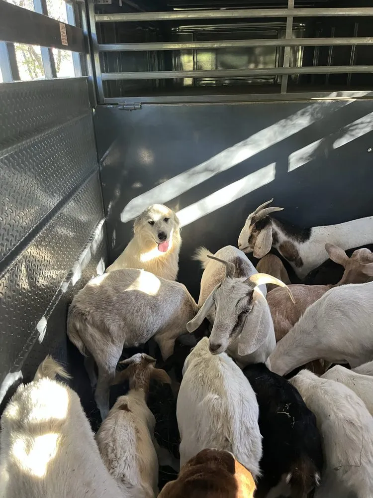 Professional lawn care service for outdoor upgrades in Penryn, CA by The Goat Grazing Co