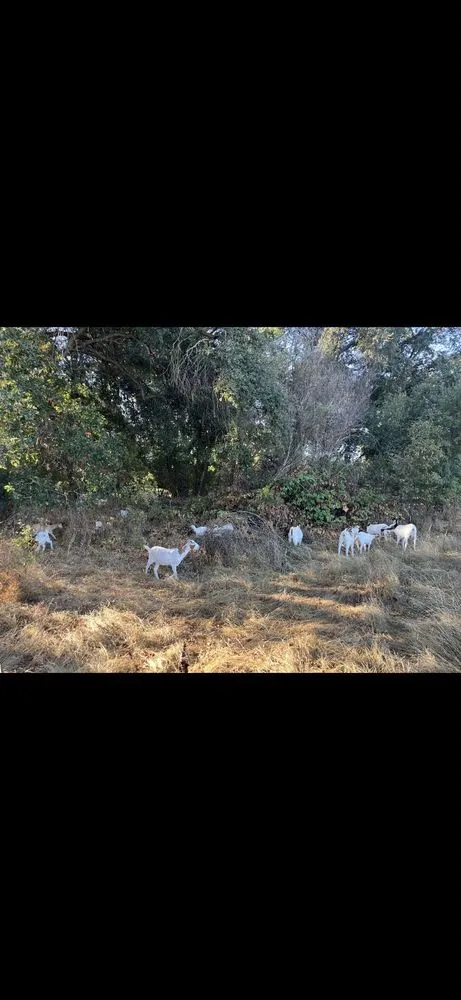 Affordable garden landscaping in Penryn, CA - The Goat Grazing Co