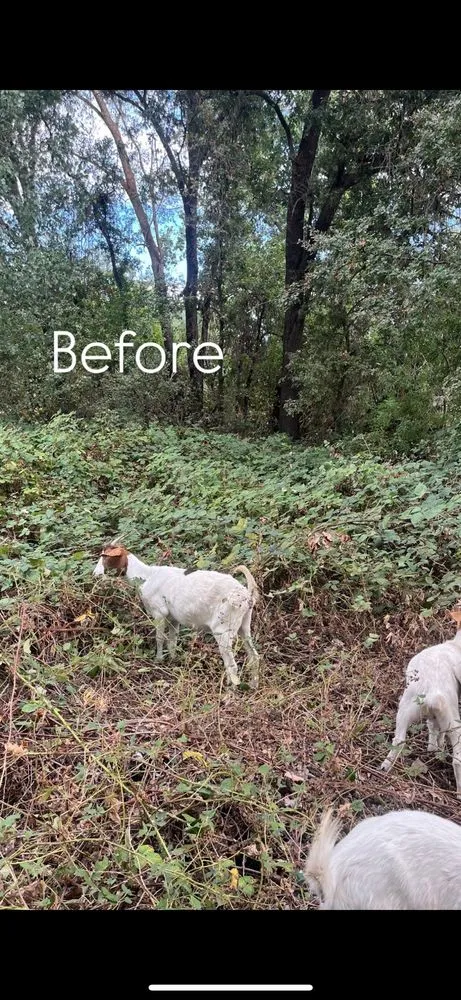 Reliable lawn mowing service for year-round maintenance in Penryn, CA by The Goat Grazing Co