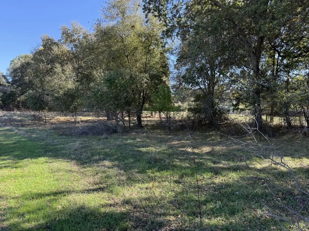 Local yard cleanup service experts serving Penryn, CA - The Goat Grazing Co