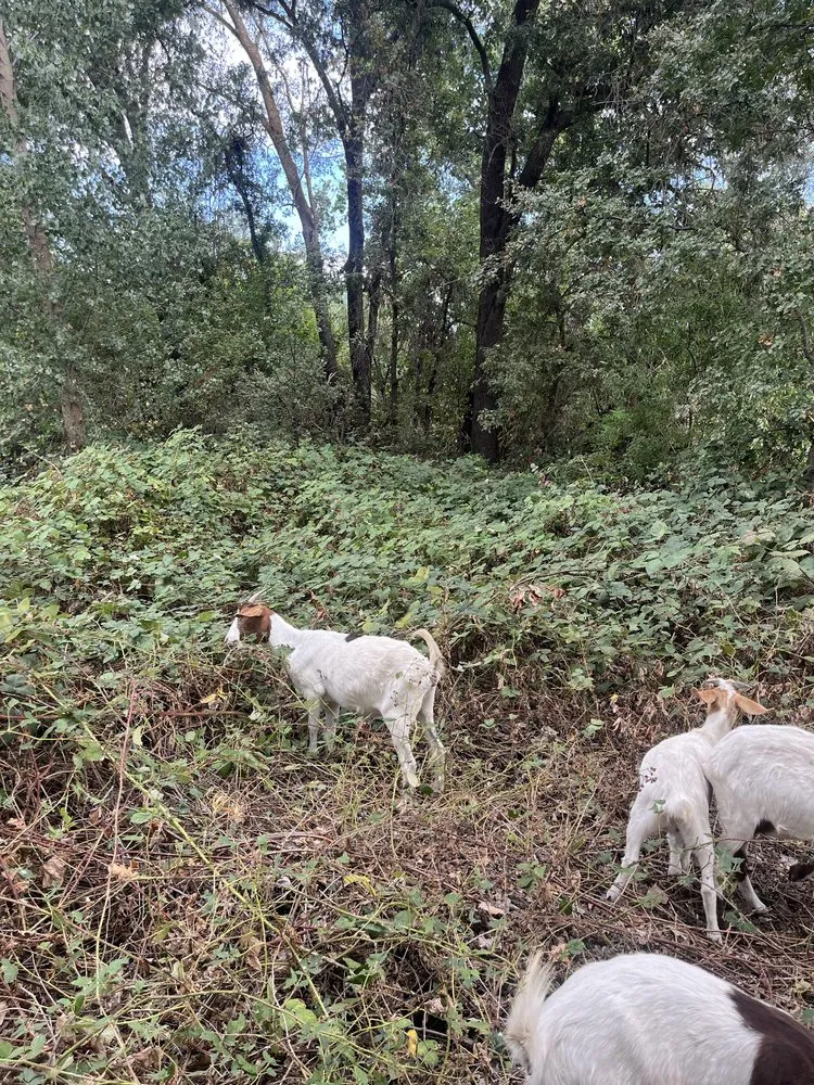 Trusted landscape design in Penryn, CA - The Goat Grazing Co