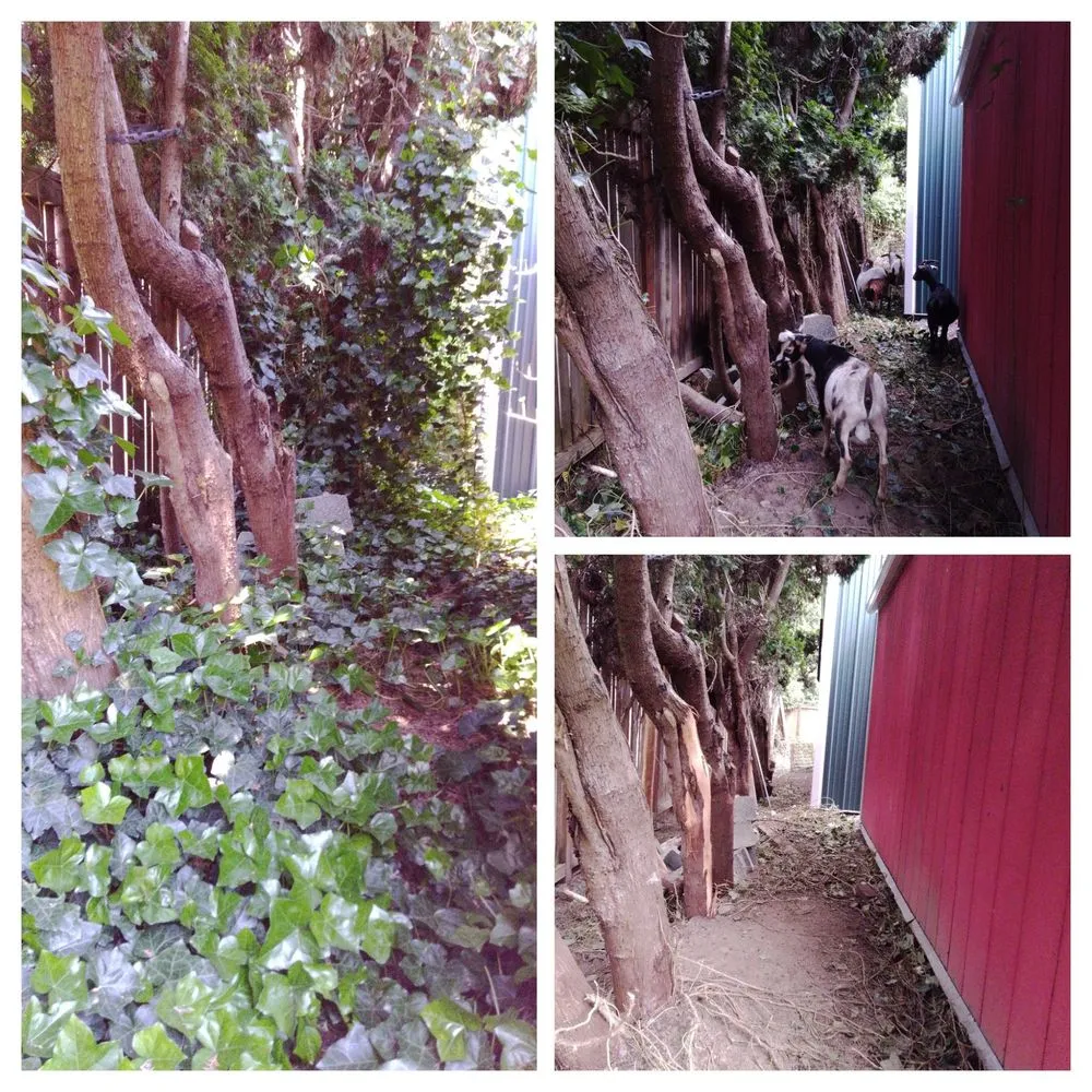 Expert lawn care service in Duvall, WA by The Goat Lady