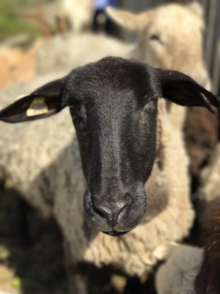 Custom residential landscaping for beautiful yards across Duvall, WA - The Goat Lady