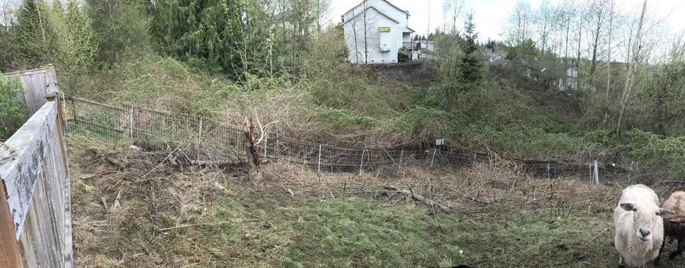 Custom yard cleanup service near you in Duvall, WA by The Goat Lady