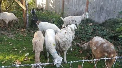 Affordable yard cleanup service for outdoor upgrades in Duvall, WA by The Goat Lady