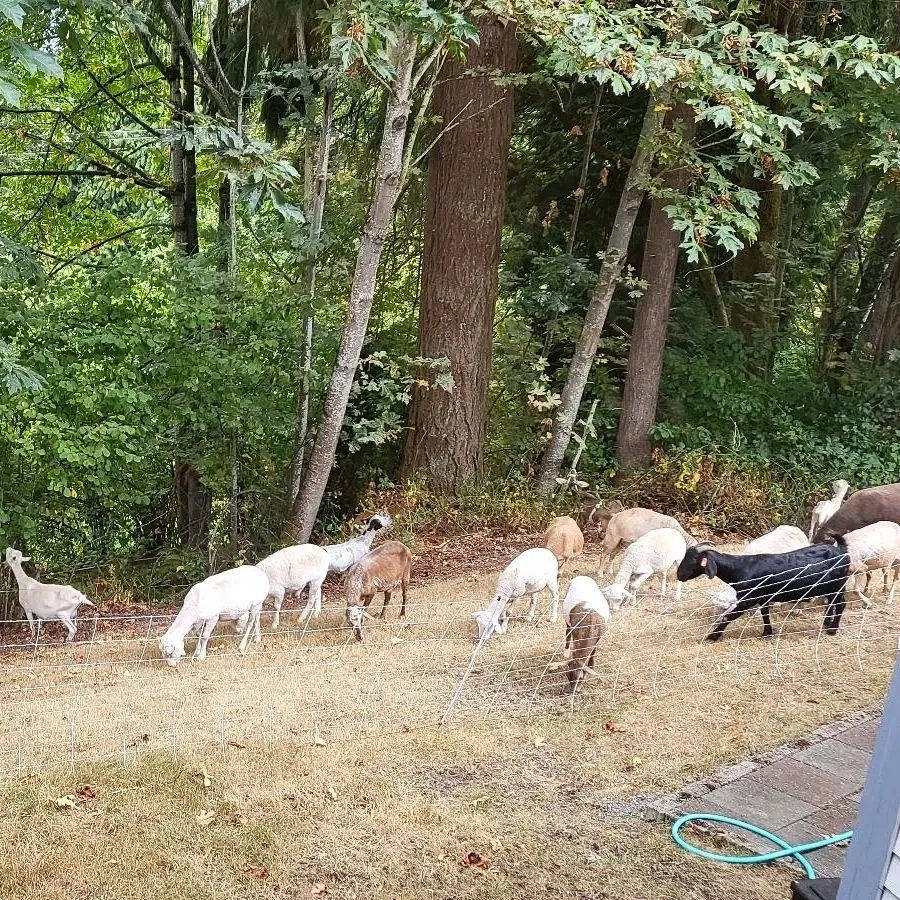 Top-rated lawn care service in Duvall, WA by The Goat Lady