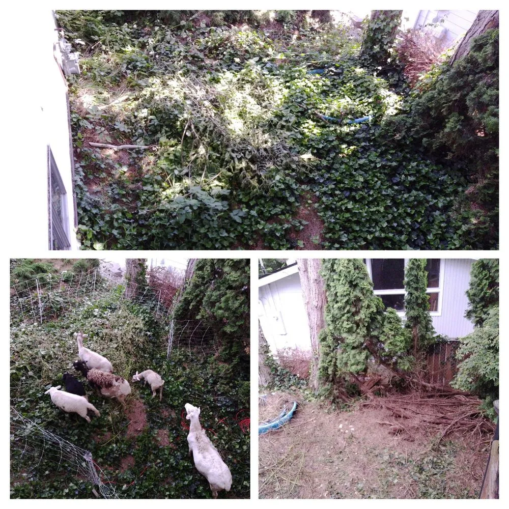 Trusted lawn mowing service in Duvall, WA by The Goat Lady