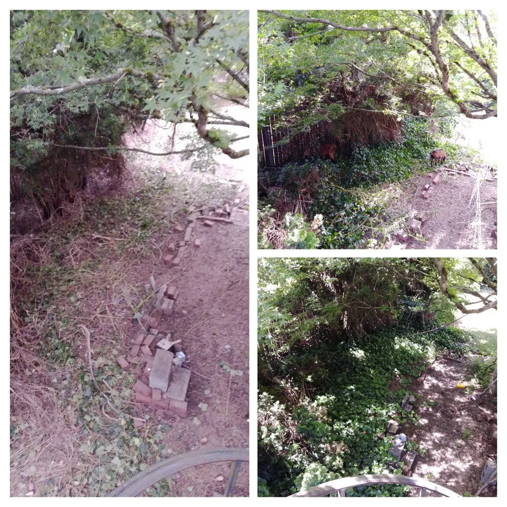 Reliable landscape design in Duvall, WA - The Goat Lady