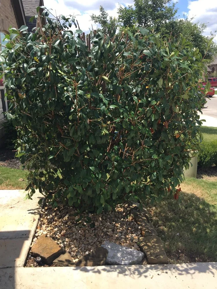 Expert outdoor landscaping for outdoor upgrades across San Antonio, TX - The Goat Lawn & Tree Services