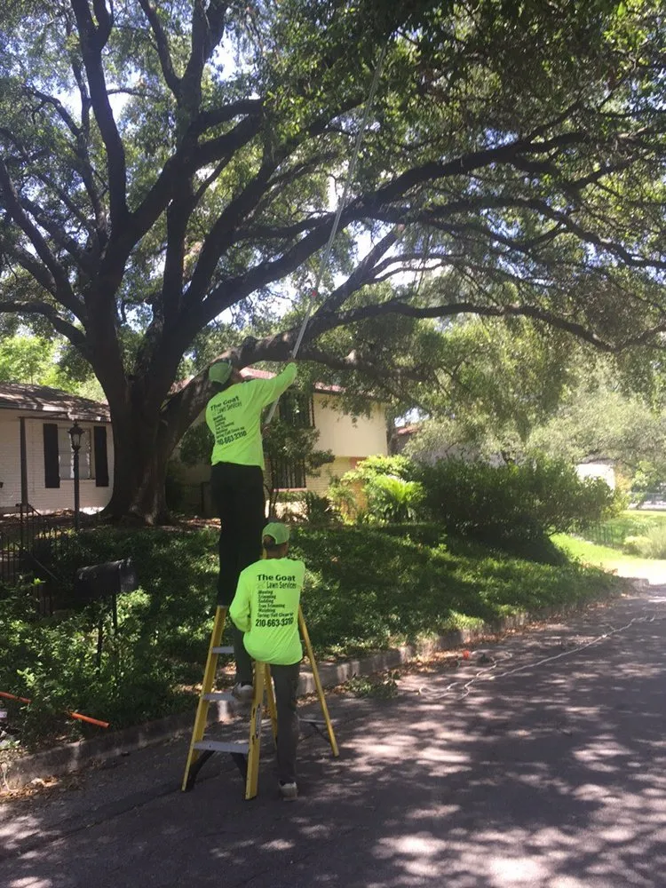 Top-rated yard cleanup service in San Antonio, TX by The Goat Lawn & Tree Services