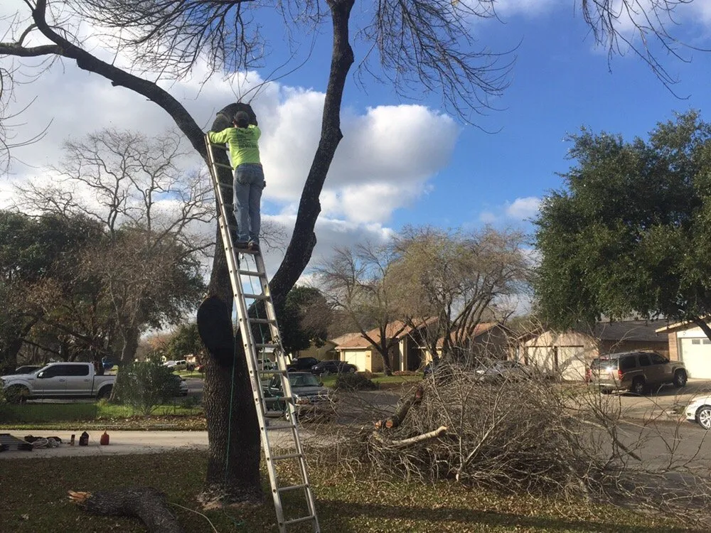 Professional landscape design in San Antonio, TX by The Goat Lawn & Tree Services