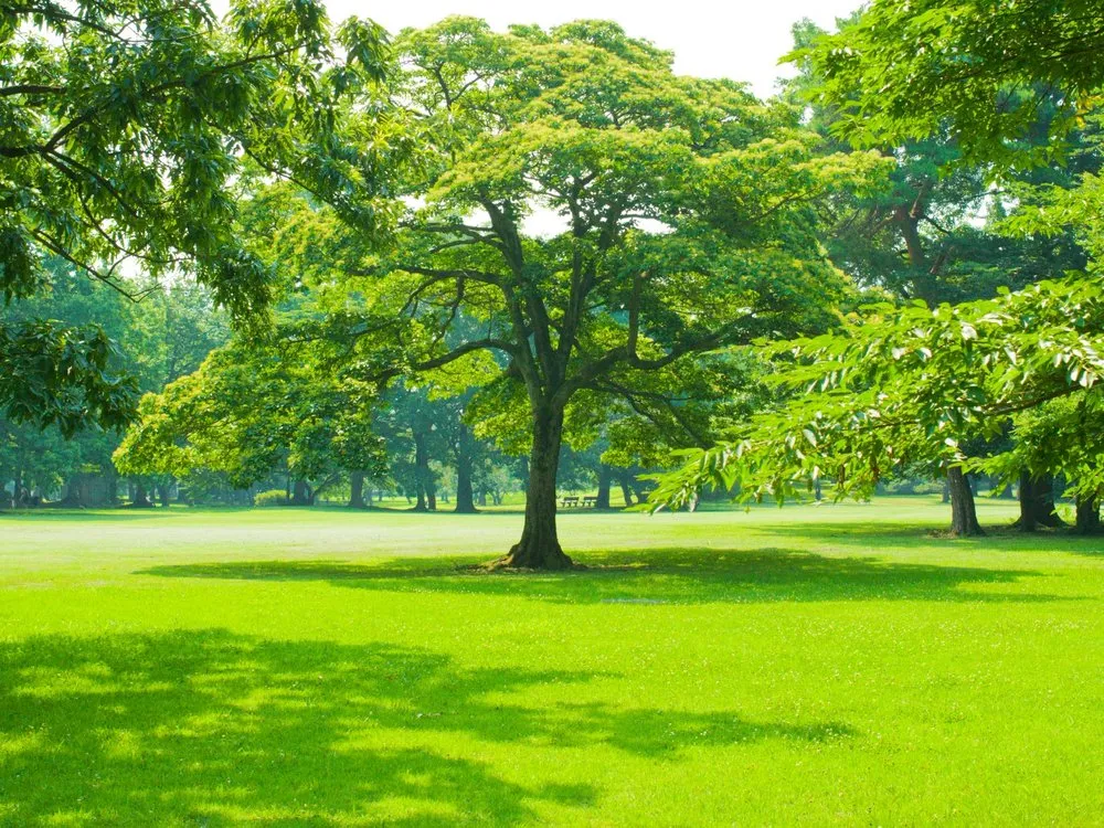 Trusted yard cleanup service experts serving Knoxville, TN - The G.O.A.T. Mowing Company