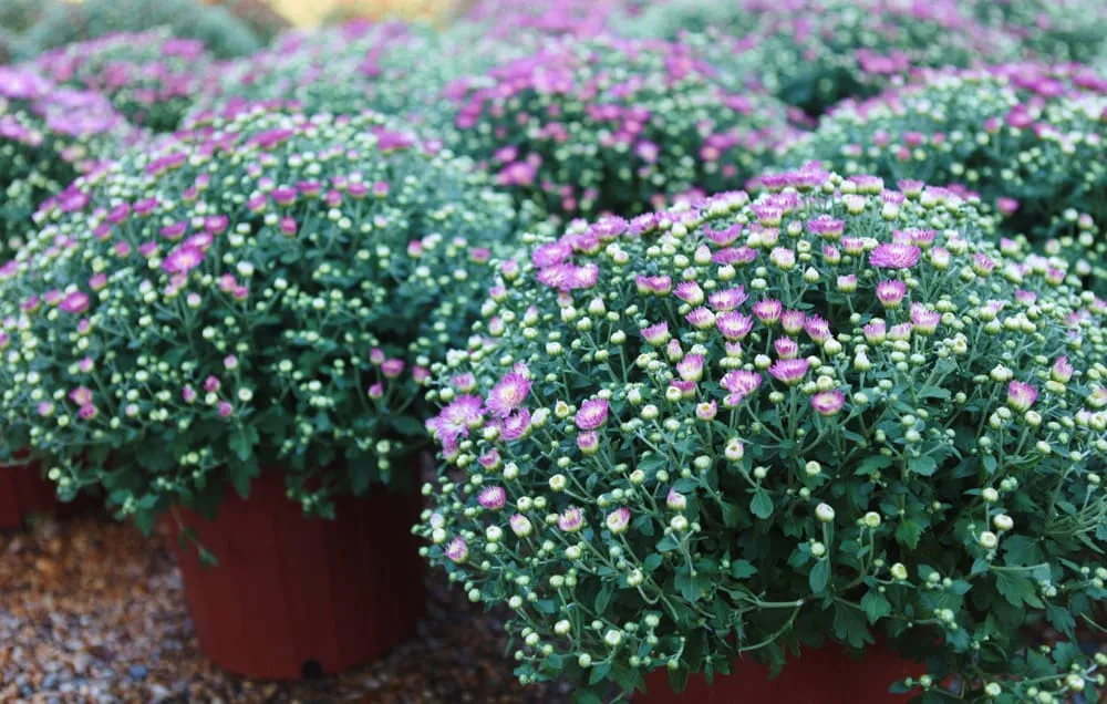 Custom yard cleanup service in Little Rock, AR - The Good Earth Garden Center