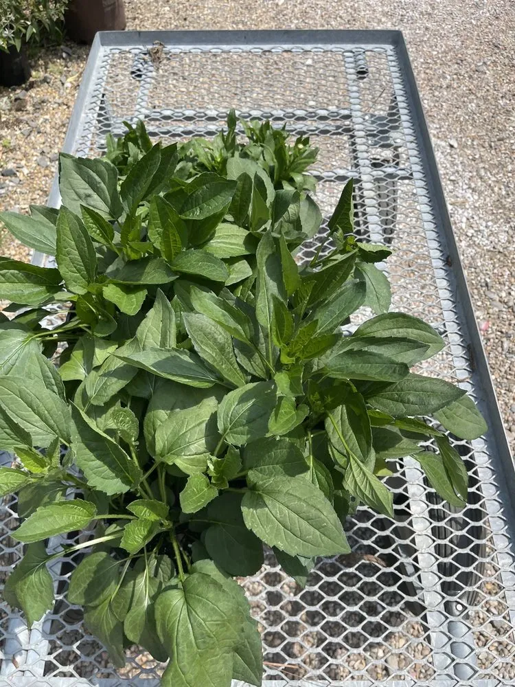 Affordable yard maintenance experts serving Little Rock, AR - The Good Earth Garden Center