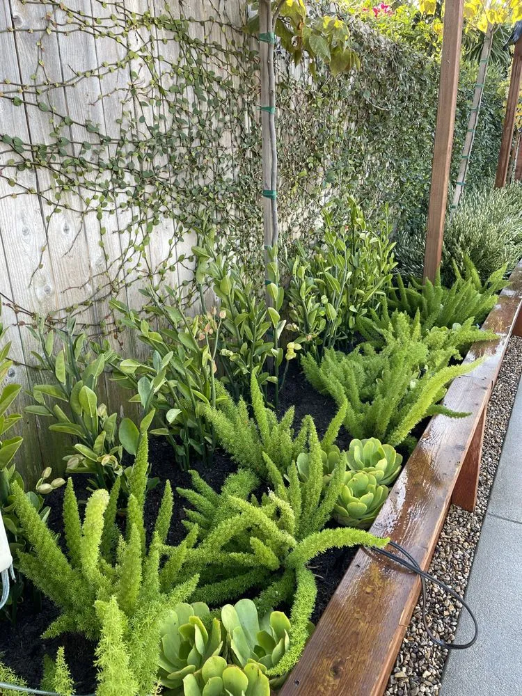 Top-rated landscaping services in Costa Mesa, CA by The Good Plant