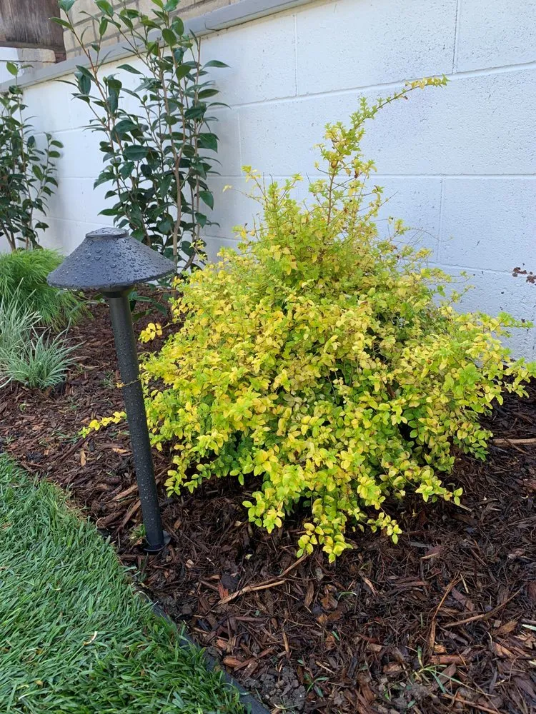 Local residential landscaping experts serving Costa Mesa, CA - The Good Plant