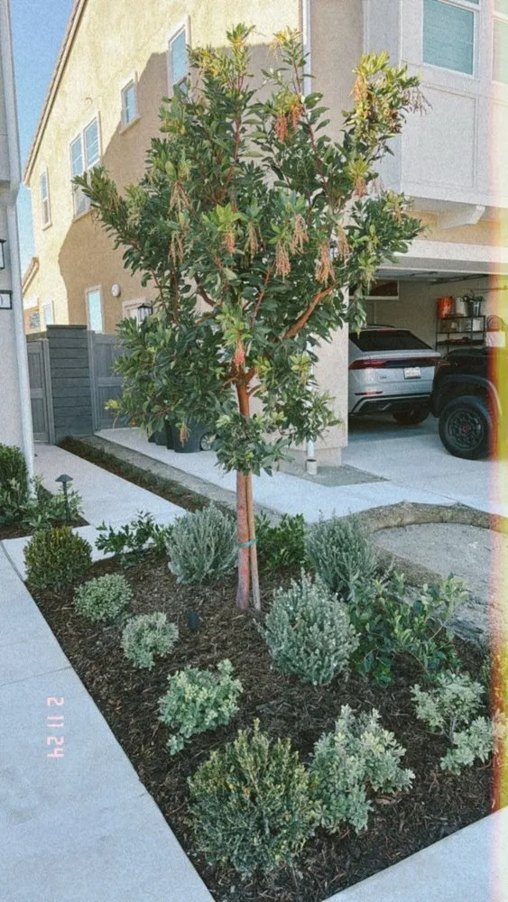 Professional outdoor landscaping experts serving Costa Mesa, CA - The Good Plant