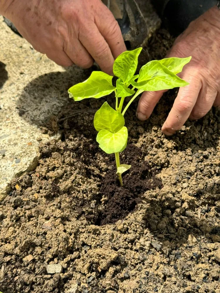 Trusted landscape installation for homes across Harrington, DE - The Good Seed Lawn Care