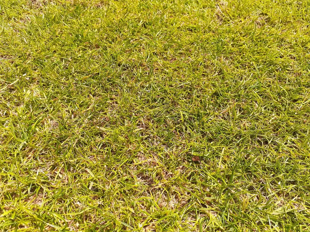 Professional landscape installation near you across San Antonio, TX - The Grass Company