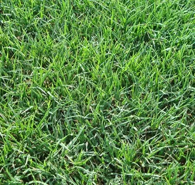 Expert outdoor landscaping in San Antonio, TX - The Grass Company