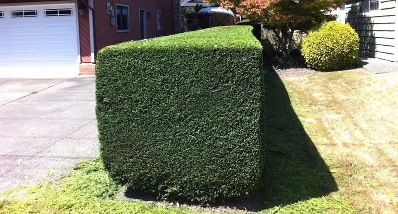 Expert yard cleanup service for year-round maintenance across Hull, GA - The Grass Gaurdians