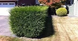 Local yard maintenance experts serving Hull, GA - The Grass Gaurdians