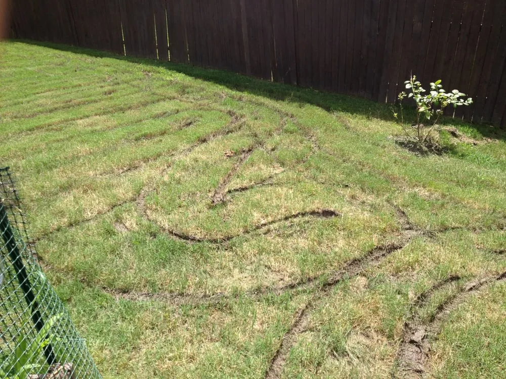 Affordable lawn mowing service for year-round maintenance across Fort Worth, TX - The Grass Guy Lawn Services