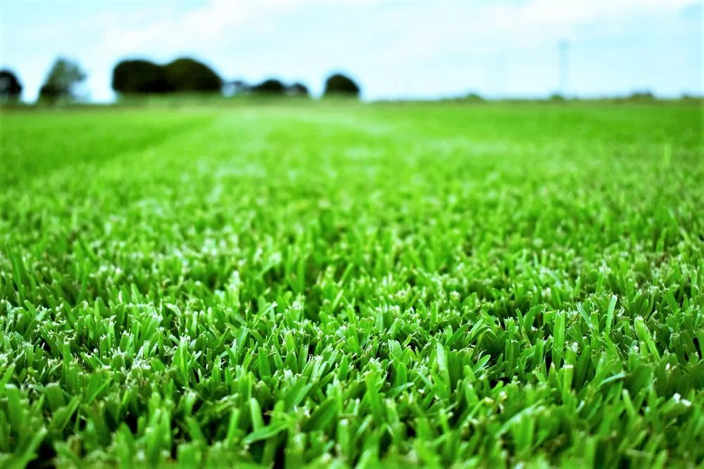 Trusted yard cleanup service in Austin, TX - The Grass Outlet