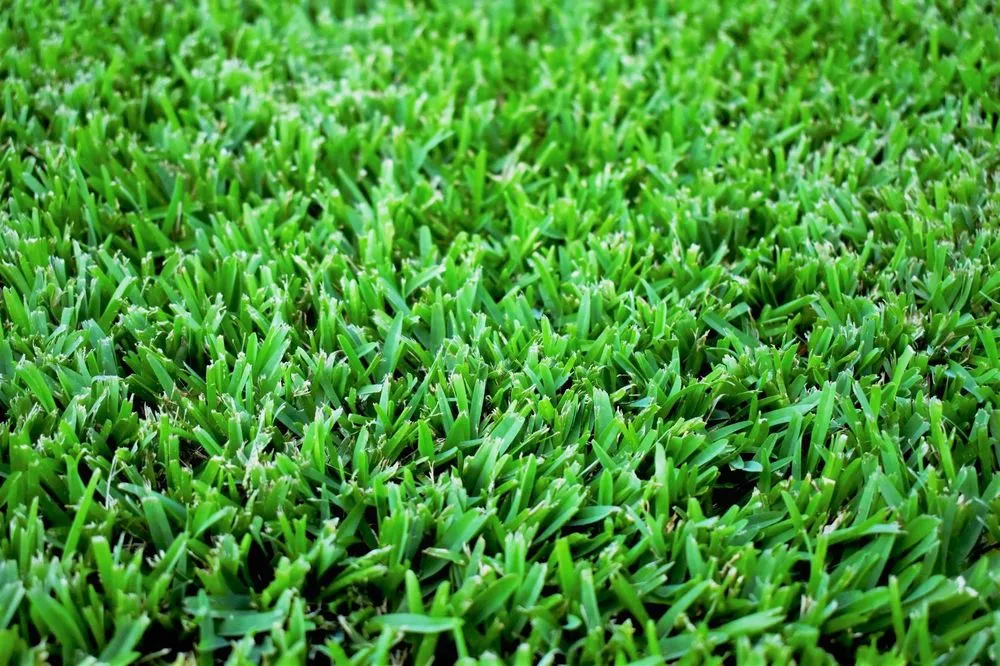 Affordable garden landscaping experts serving Austin, TX - The Grass Outlet