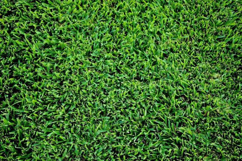 Top-rated lawn mowing service in Austin, TX - The Grass Outlet