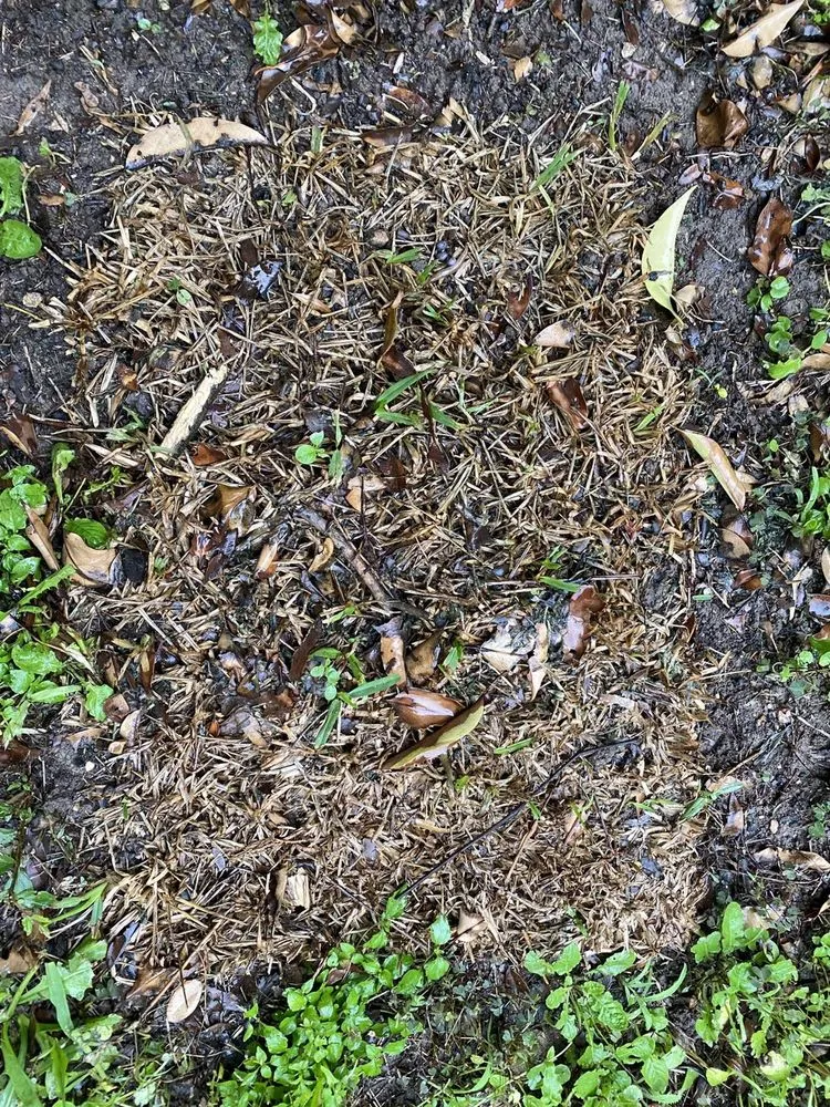 Expert garden landscaping for year-round maintenance in Austin, TX by The Grass Outlet