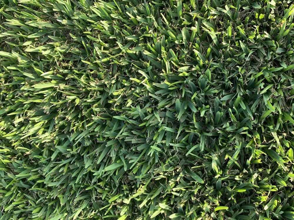 Top-rated residential landscaping in Austin, TX - The Grass Outlet