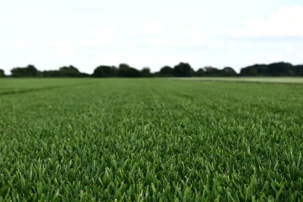 Expert garden landscaping experts serving Austin, TX - The Grass Outlet