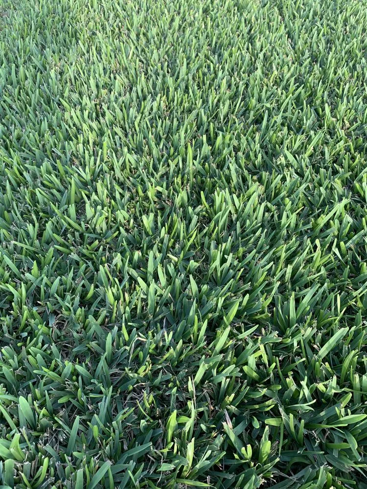 Local residential landscaping with custom design in Austin, TX by The Grass Outlet