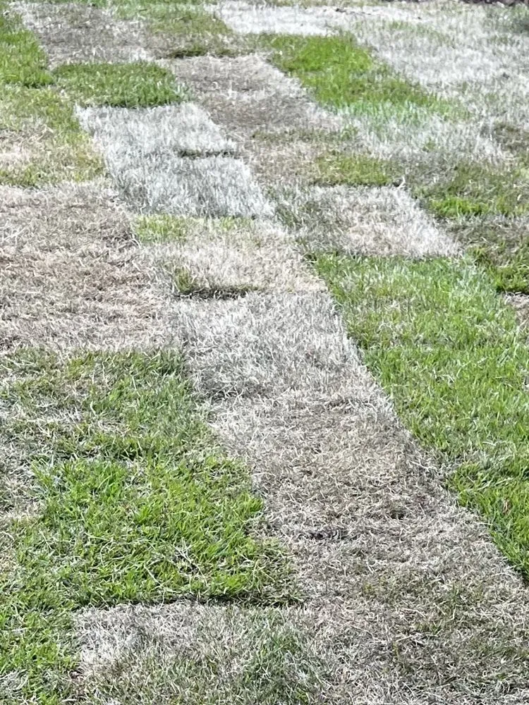 Affordable landscape installation for year-round maintenance in Leander, TX by The Grass Patch