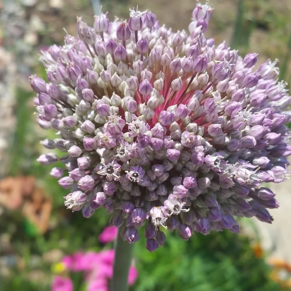 Expert landscape installation for residential properties across Denver, CO - The Great Mother Denver Garden Services