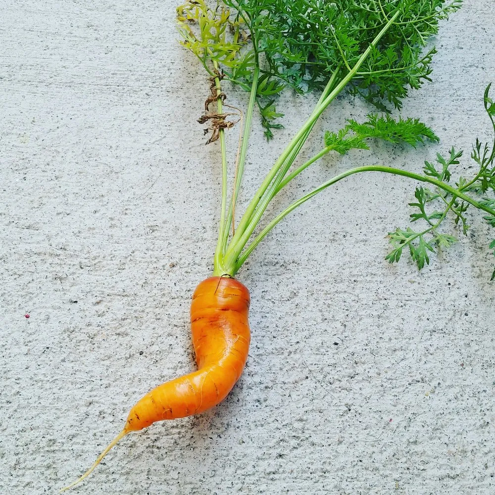 Affordable residential landscaping near you in Denver, CO by The Great Mother Denver Garden Services