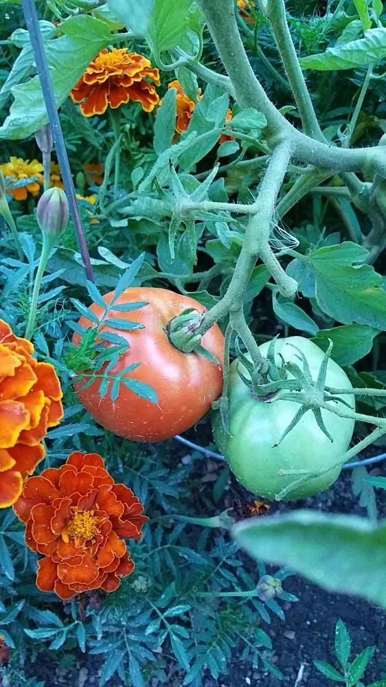 Trusted residential landscaping in Denver, CO - The Great Mother Denver Garden Services