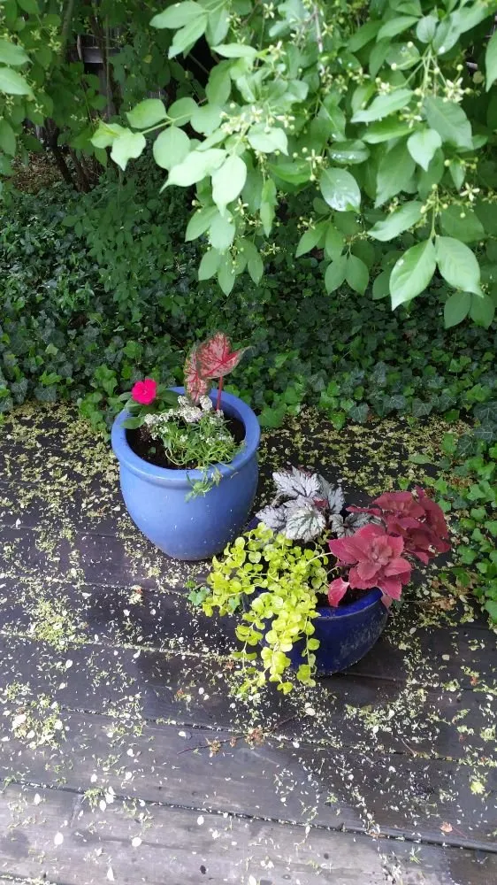 Reliable yard maintenance in Denver, CO - The Great Mother Denver Garden Services