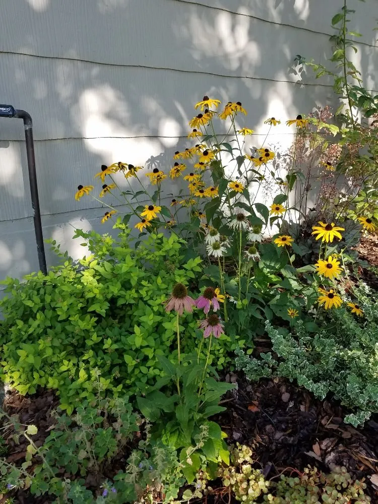 Professional lawn mowing service with custom design across Denver, CO - The Great Mother Denver Garden Services