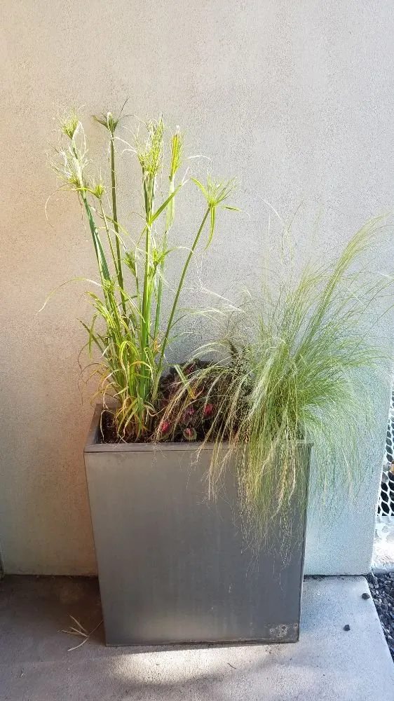 Custom residential landscaping in Denver, CO by The Great Mother Denver Garden Services