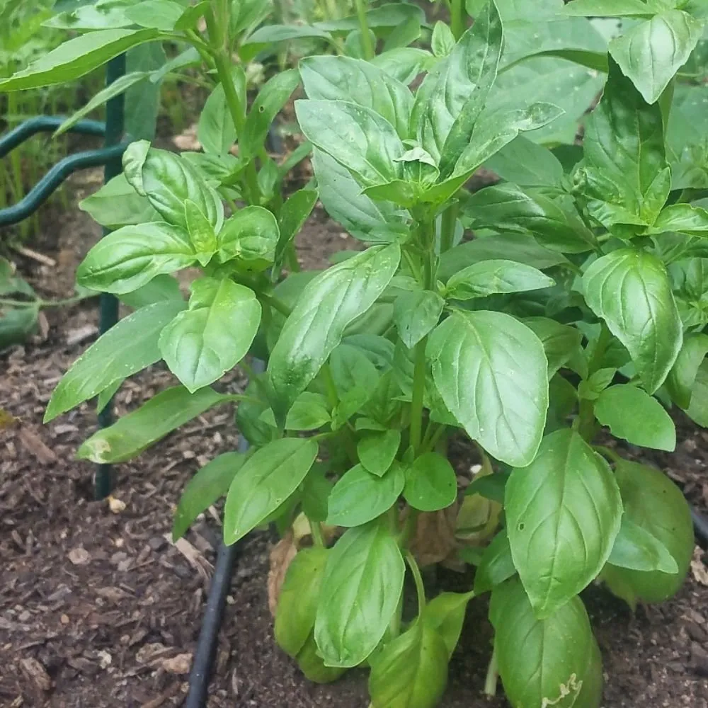 Reliable lawn care service for outdoor upgrades in Denver, CO by The Great Mother Denver Garden Services