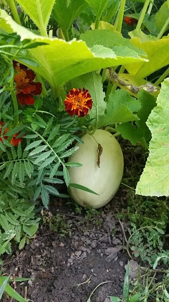 Top-rated landscape installation experts serving Denver, CO - The Great Mother Denver Garden Services