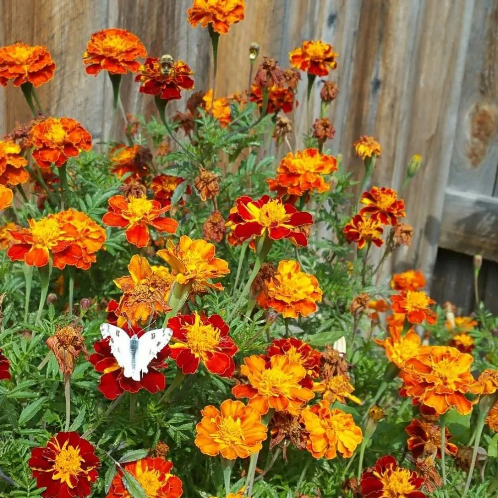 Expert garden landscaping for year-round maintenance across Denver, CO - The Great Mother Denver Garden Services