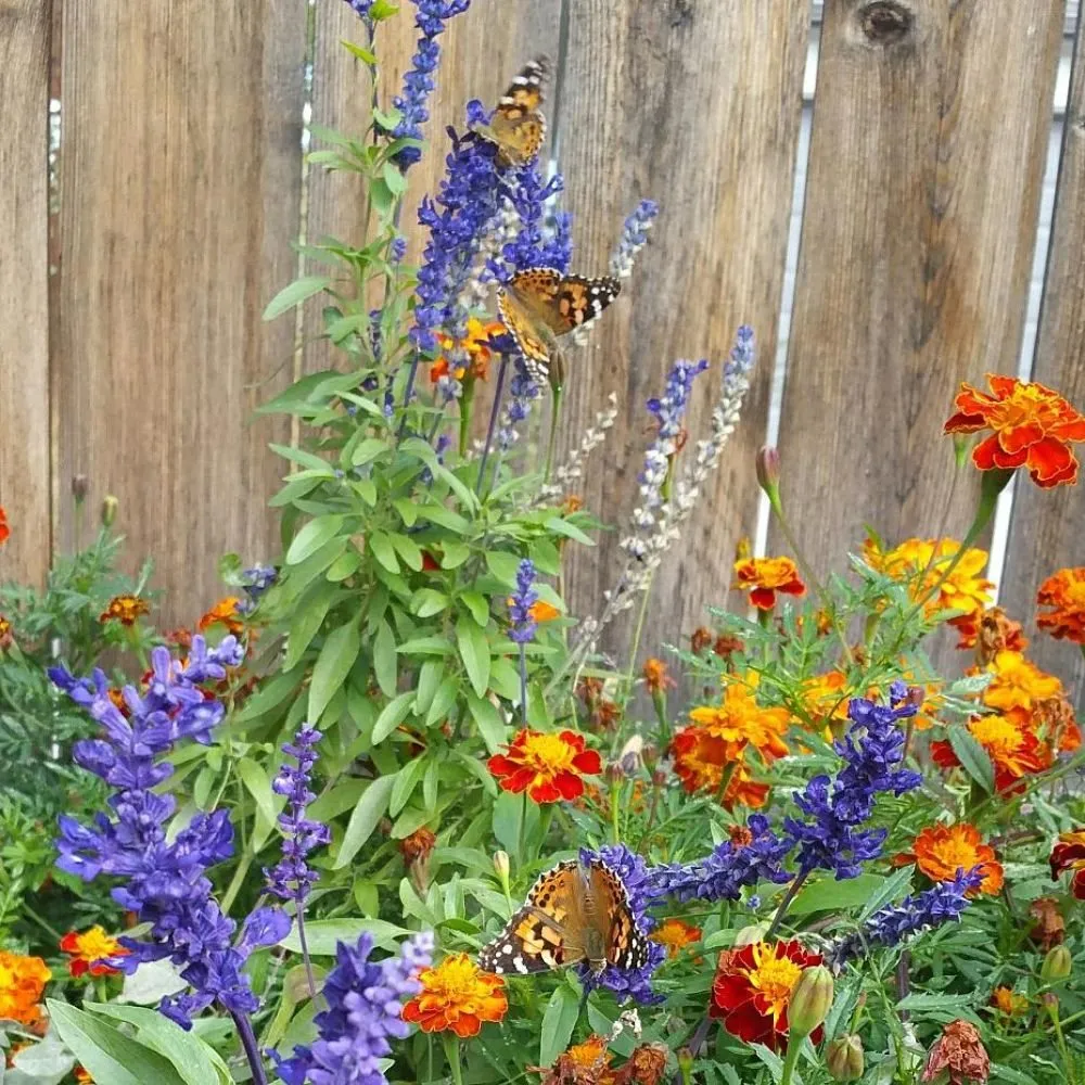 Reliable yard maintenance experts serving Denver, CO - The Great Mother Denver Garden Services