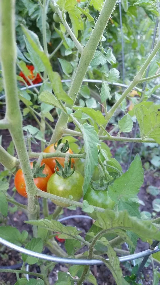 Professional landscaping services for homes in Denver, CO by The Great Mother Denver Garden Services