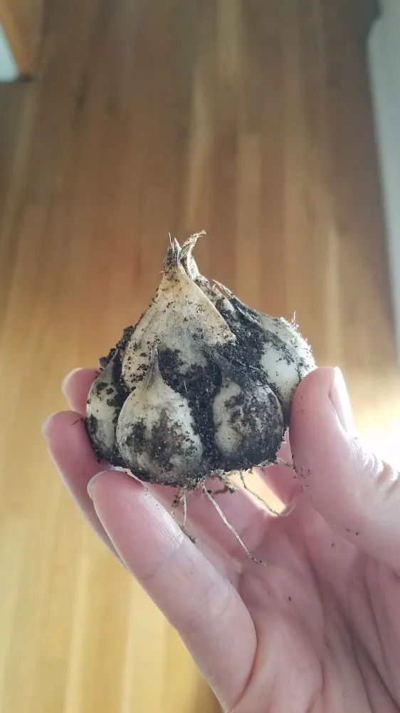 Affordable lawn care service with custom design across Denver, CO - The Great Mother Denver Garden Services