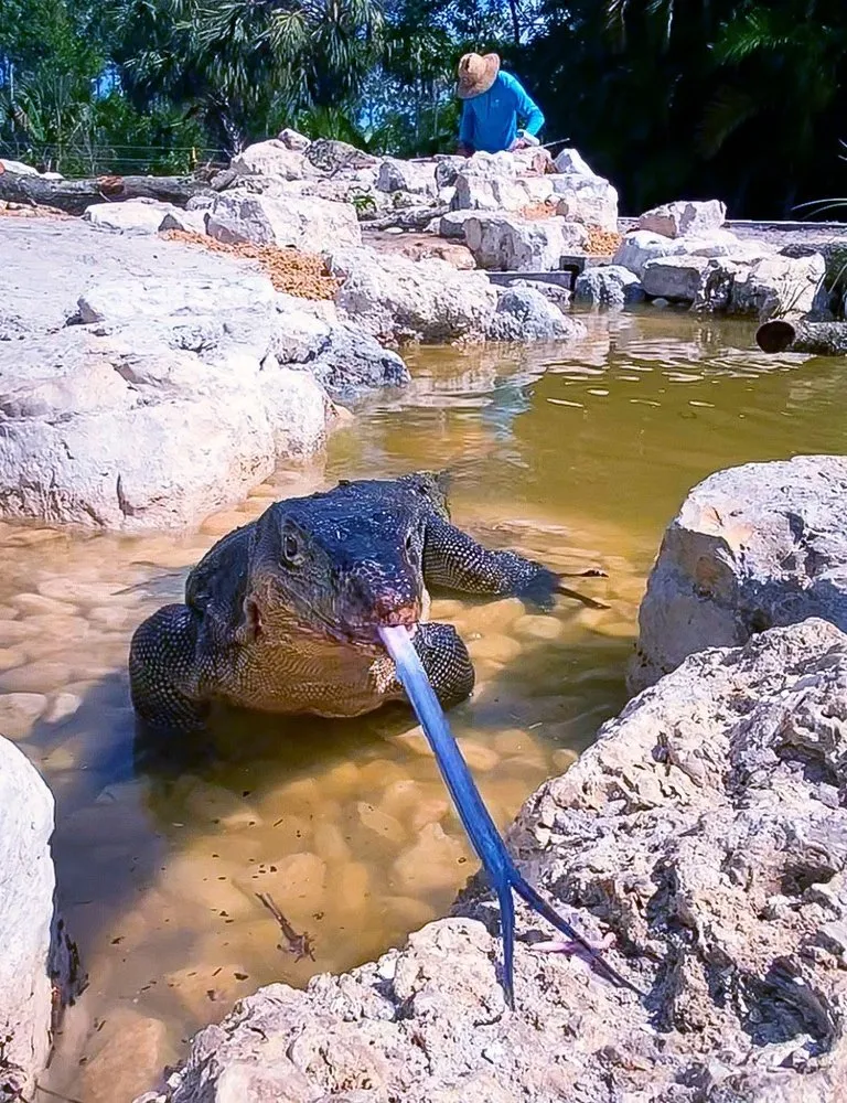 Trusted landscape design experts serving Clermont, FL - The Great Oasis